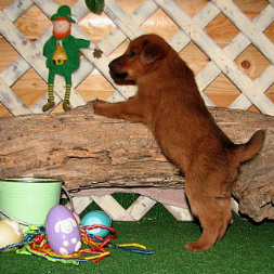 male puppy looking at a leprechan