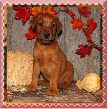 puppy next to a small straw bale