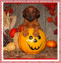 puppy in halloween pumpkin with a fall themed background