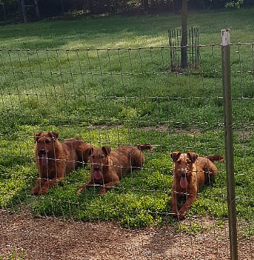 dog and two puppies behind a fence