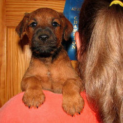 puppy on a girl's shoulder, looking at you