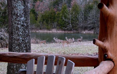 small group of deer on lawn next to a pond