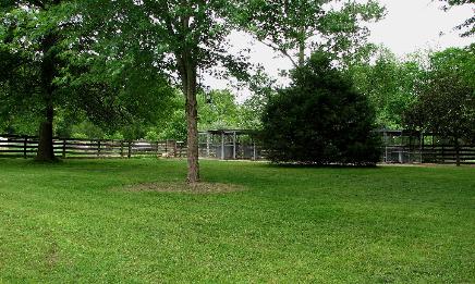 dog pens in the back yard