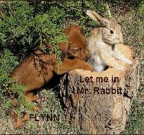 Let me in Mr Rabbit - puppy trying to get on a tree stump where the rabbit is.