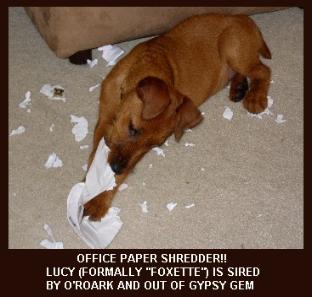 Office paper shredder!! Lucy (formallly "Foxette") is sired by O'Roarke and Out Of Gypsy Gem