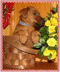 irish terrier in basket with yellow flowers