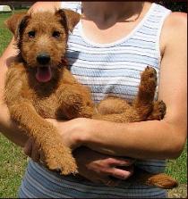 puppy held by a woman like a baby