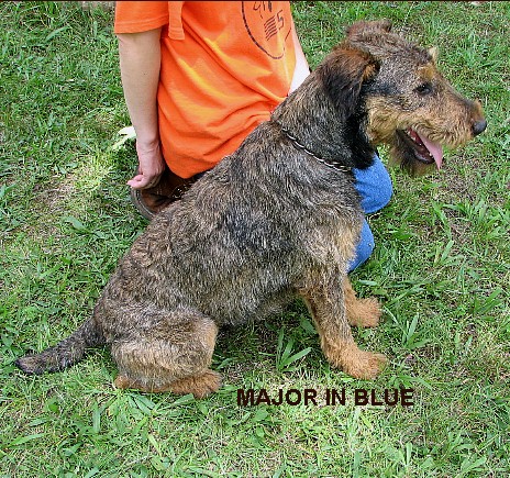 Major in blue
