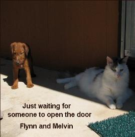 Just waiting for someone to open the door - Flynn the puppy and Melvin the cat