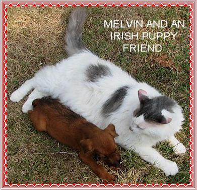 Melvin and an irish puppy friend