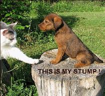 this is my stump said the puppy to the cat