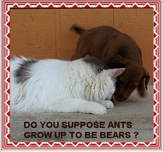 Do you suppose ants grow up to be bears?