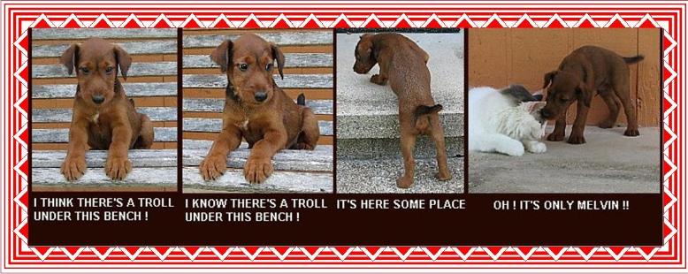 Four pictures in one row featuring a puppy and a cat. first picture: I think there's a troll under this bench! second picture: I know there's a troll under this bench! third picture: It's here someplace, fourth picture: Oh! It's only Melvin!!