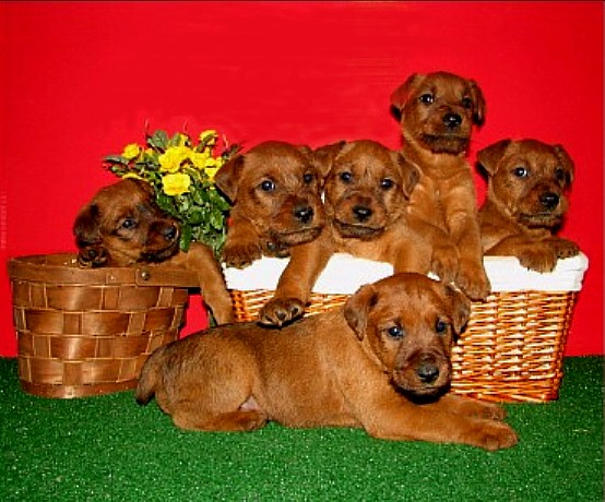 six irish terrier puppies posed in a basket