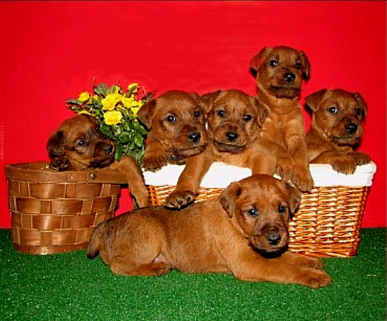 Pedigree irish terrier puppies hot sale sale