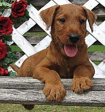 puppy with tounge hanging out sitting on a bench seat with a trellis and rose in the background