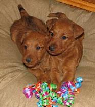 two puppies on a pillow with colorful ribbons in front of them