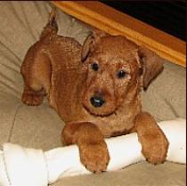 puppy on a pillow with a big chew toy