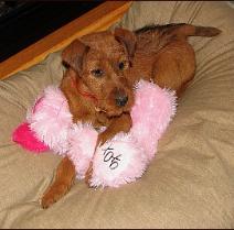 puppy on a pillow with a pink fuzzy toy