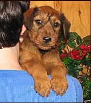 another puppy looking at you over the shoulder of a person