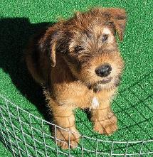 puppy looking up at you from inside a pen