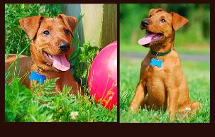 two pictures of an irish terrier puppy