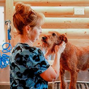 washing and grooming a dog