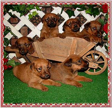 six puppies in and around a small wheel barrow