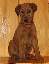 irish terrier puppy sitting on a mantle