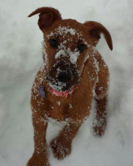 puppy in the snow looking up at you