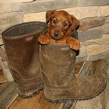 puppy inside a boot