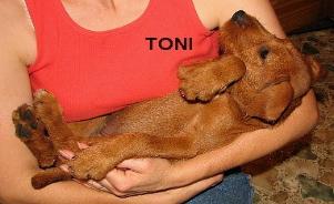 "Toni" the puppy cradled like a baby by a woman.