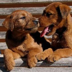 two puppies sitting on a park bench