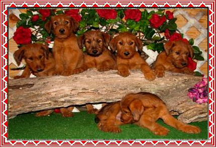 six puppies posed on a log with flowers in the background