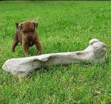 a little puppy looking at a big bone in a grassy yard