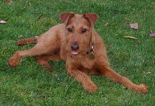 copper lying in the grass with her tongue out