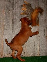 puppy chasing a squirrel