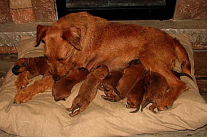 Mother irish terrier "Stepping Stone" with her pups