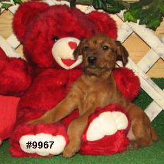puppy posed on a red teddy bear