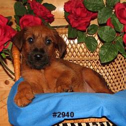 irish terrier puppy on a wicker chair with red flowers
