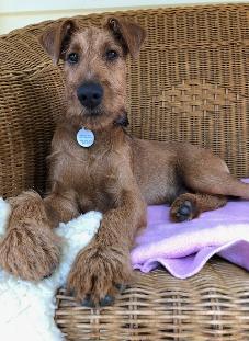 irish terrier sitting on a wicker chair