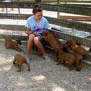 great granddaughter with puppies