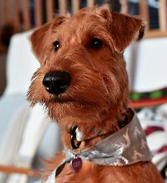 irish terrier with a silver scarf