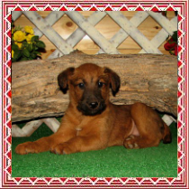 puppy posed in front of a log on astro turf