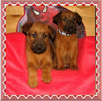 two puppies on a red blanket in front of a spiderman picture