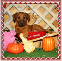 puppy posed in a miniature wheelbarrow with a fall theme