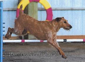 dog on agility course