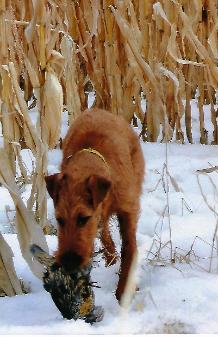 dog carrying a pheasant in a snowy corn field