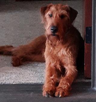 Irish terrier laying down in doorway