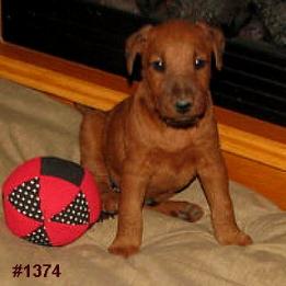 puppy with a ball